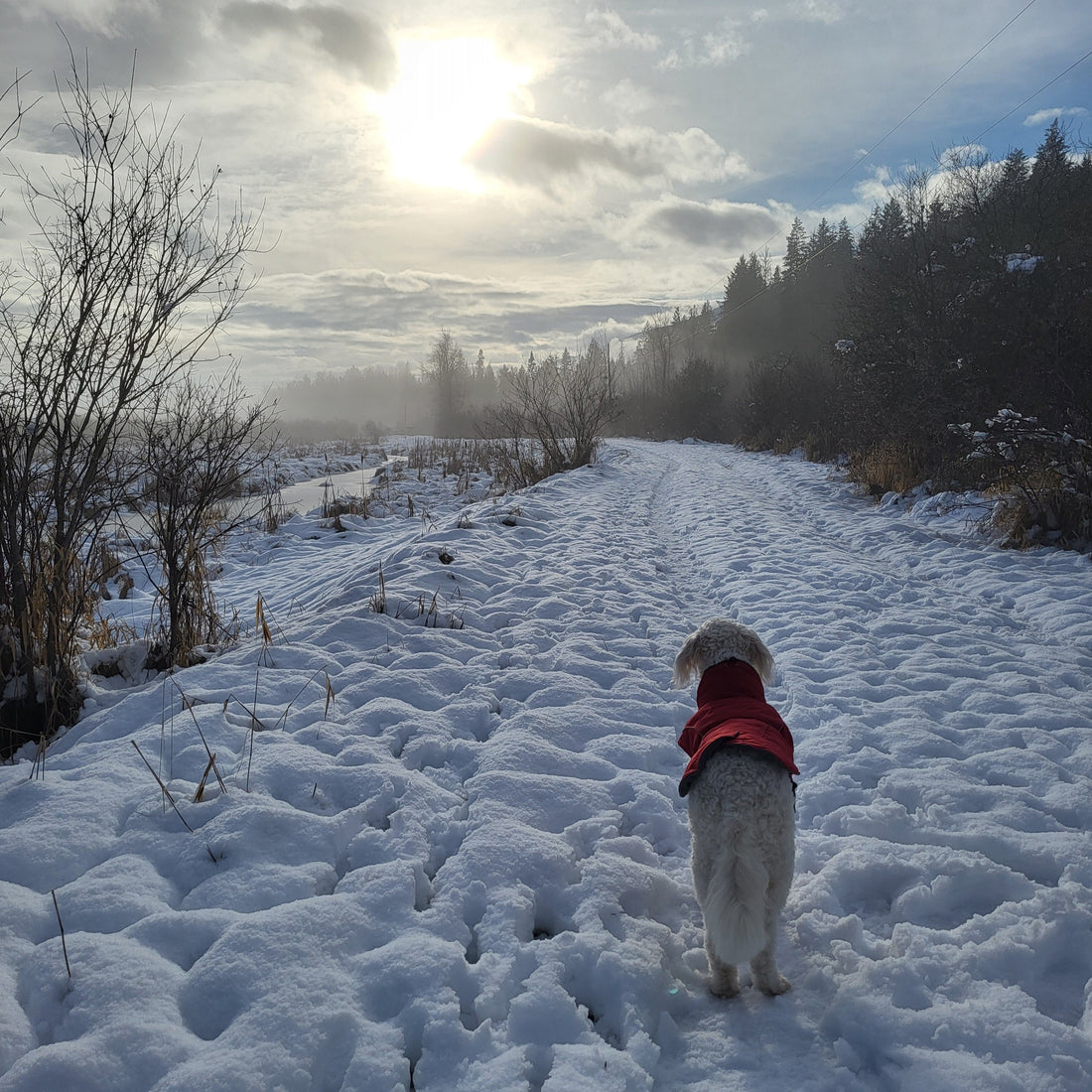 January: A Season of Rest, Reflection, and Renewal